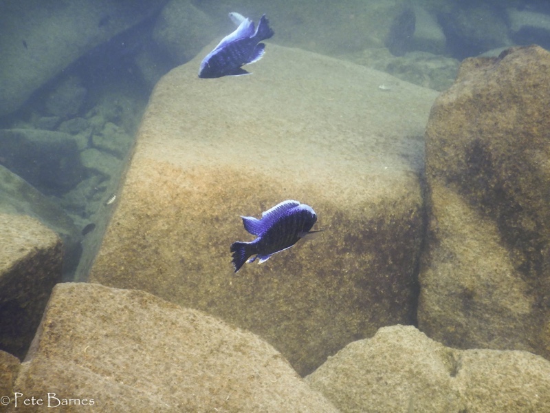 Copadichromis jacksoni 'Masimbwe Island'